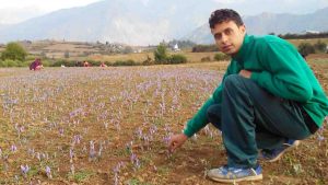 Pradeep Parihar plucking saffron of Kishtwar flowers