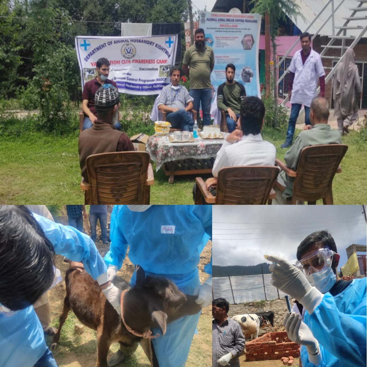 Brucellosis Vaccination and National Animal Disease Control Program(NADCP) started by the Department of Animal Husbandry at Kishtwar
